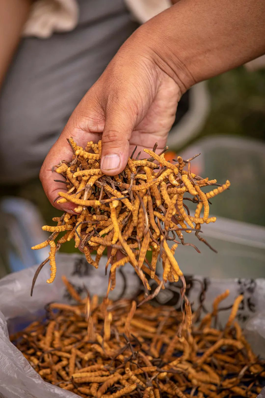 又是一年虫草季,你真的了解冬虫夏草吗?