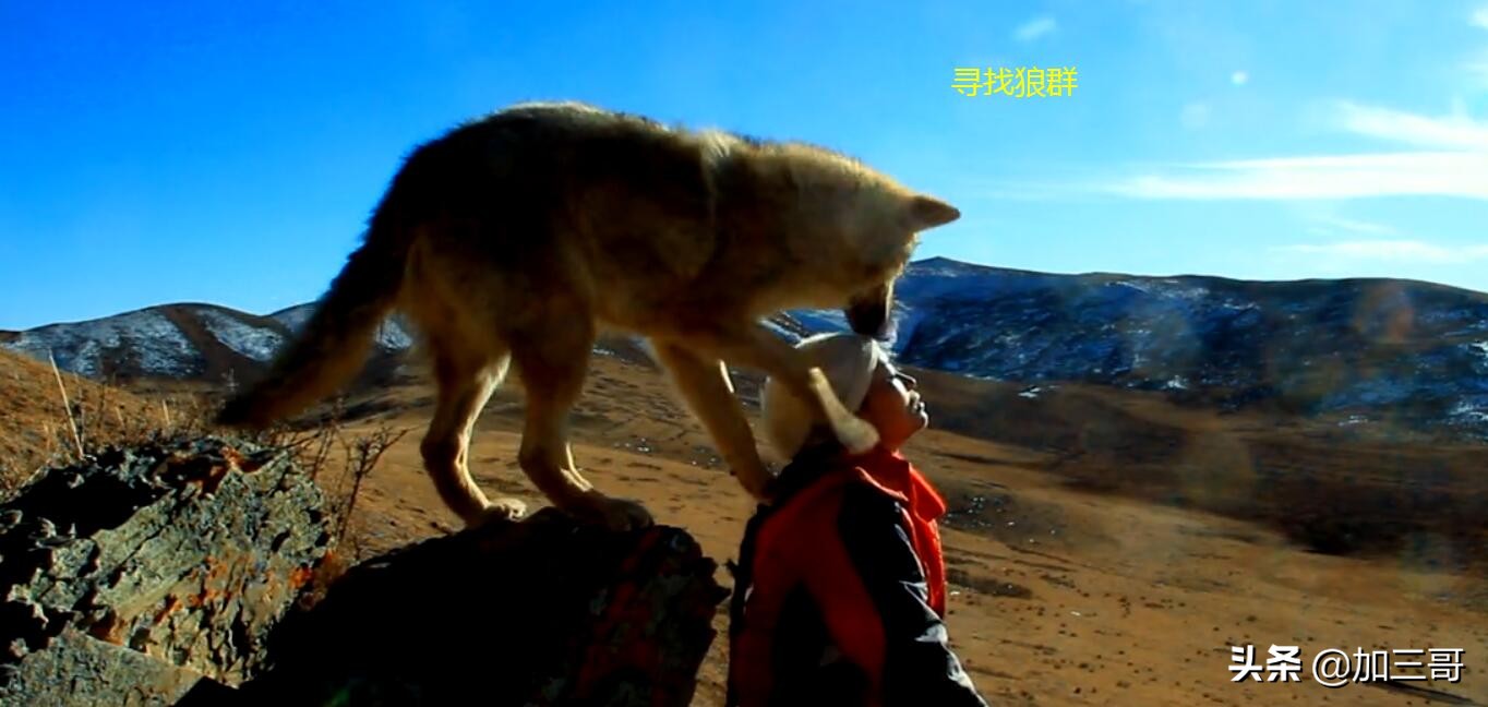 一条通人性的狼,一条高智商高情商由人养大的狼,他就是狼王格林
