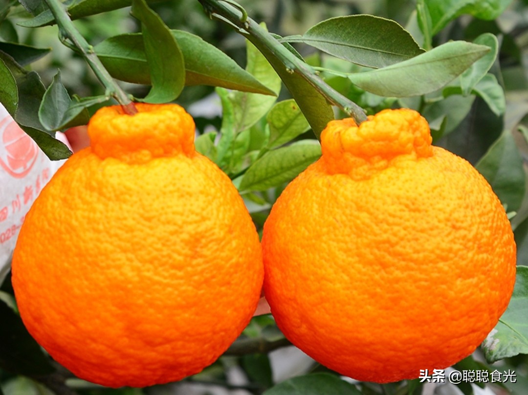 买橘子，哪个品种最好吃？这10个种类比较常见，看看你吃过哪个？