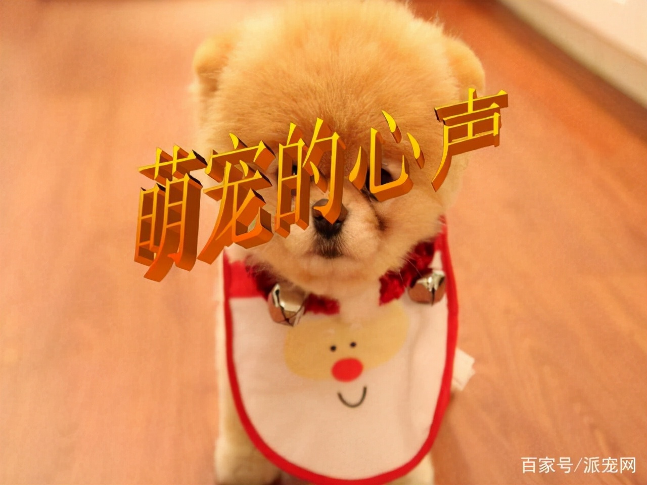 宠物狗的一生，也有想对人类说的话，那这10句话你能记得多少呢？