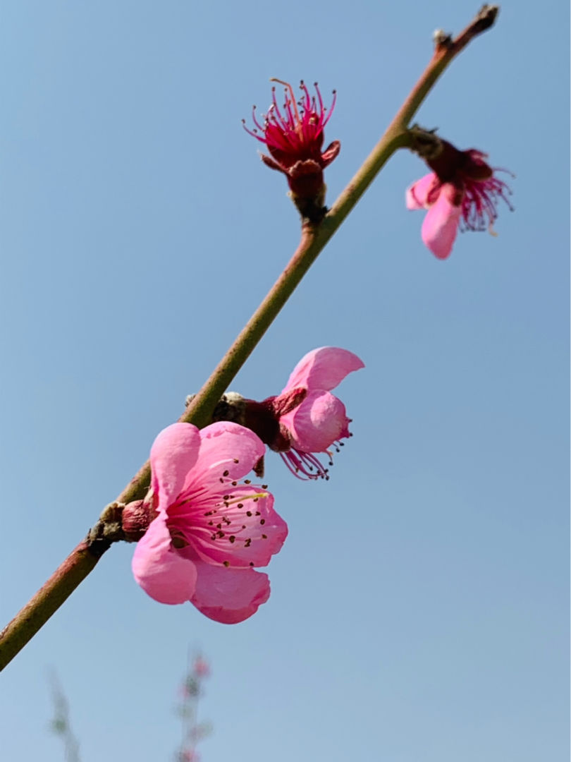 石榴花幾月開,石榴花幾月開花