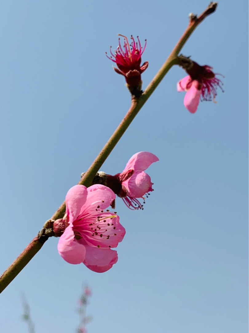 石榴花几月开,石榴花几月开花