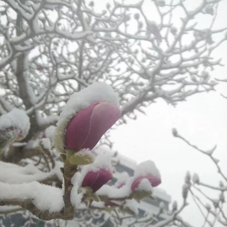 一场雪，让这里的春天真美 摄影/诗文：李武兵