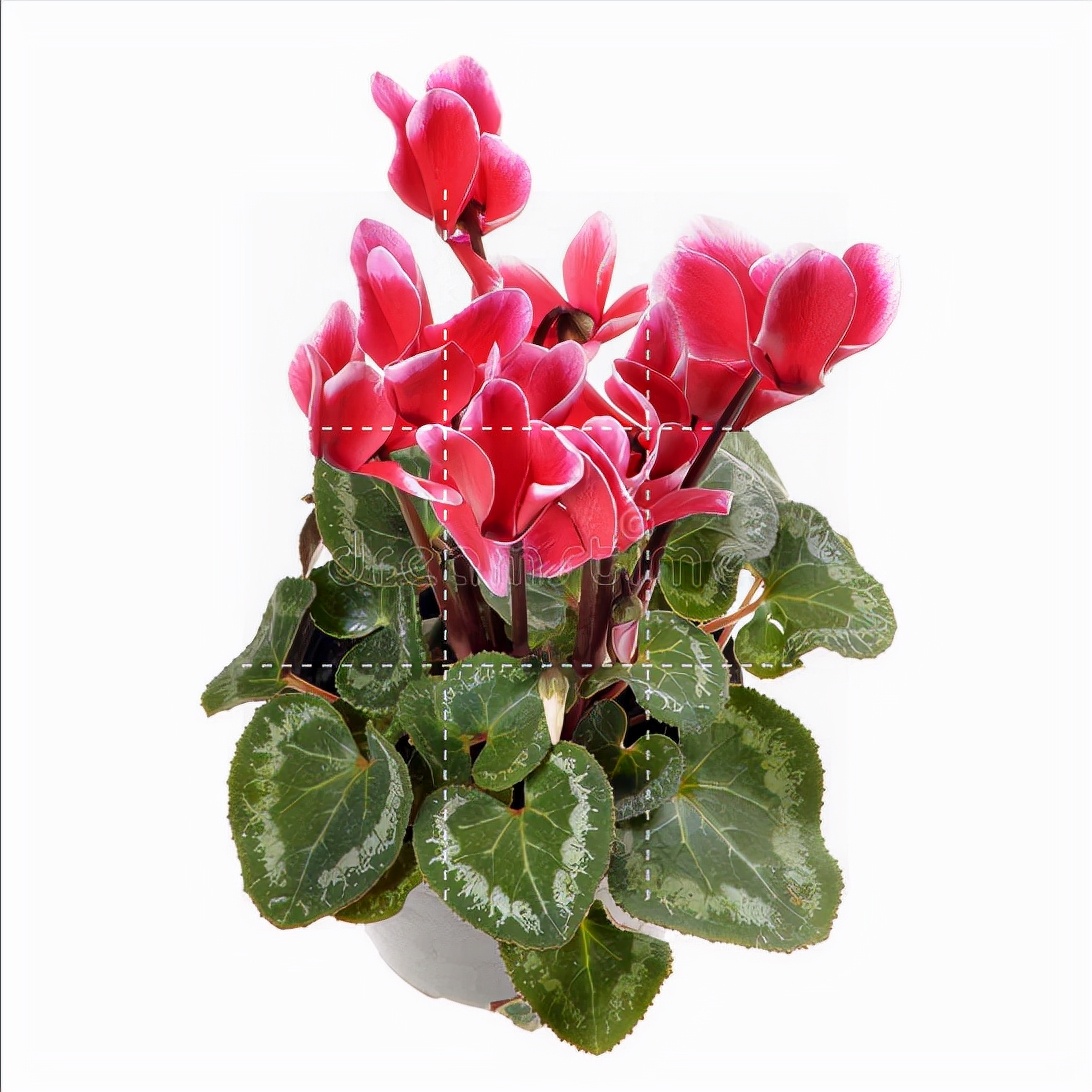 一花一叶一世界，携一缕阳光、时光清浅；悦一路繁花、岁月静美
