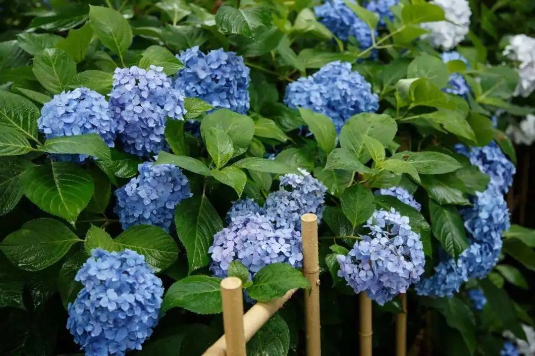 植物澜缲30款蓝色花卉,灿若星辰,雅韵如海,花卉界的星辰大海