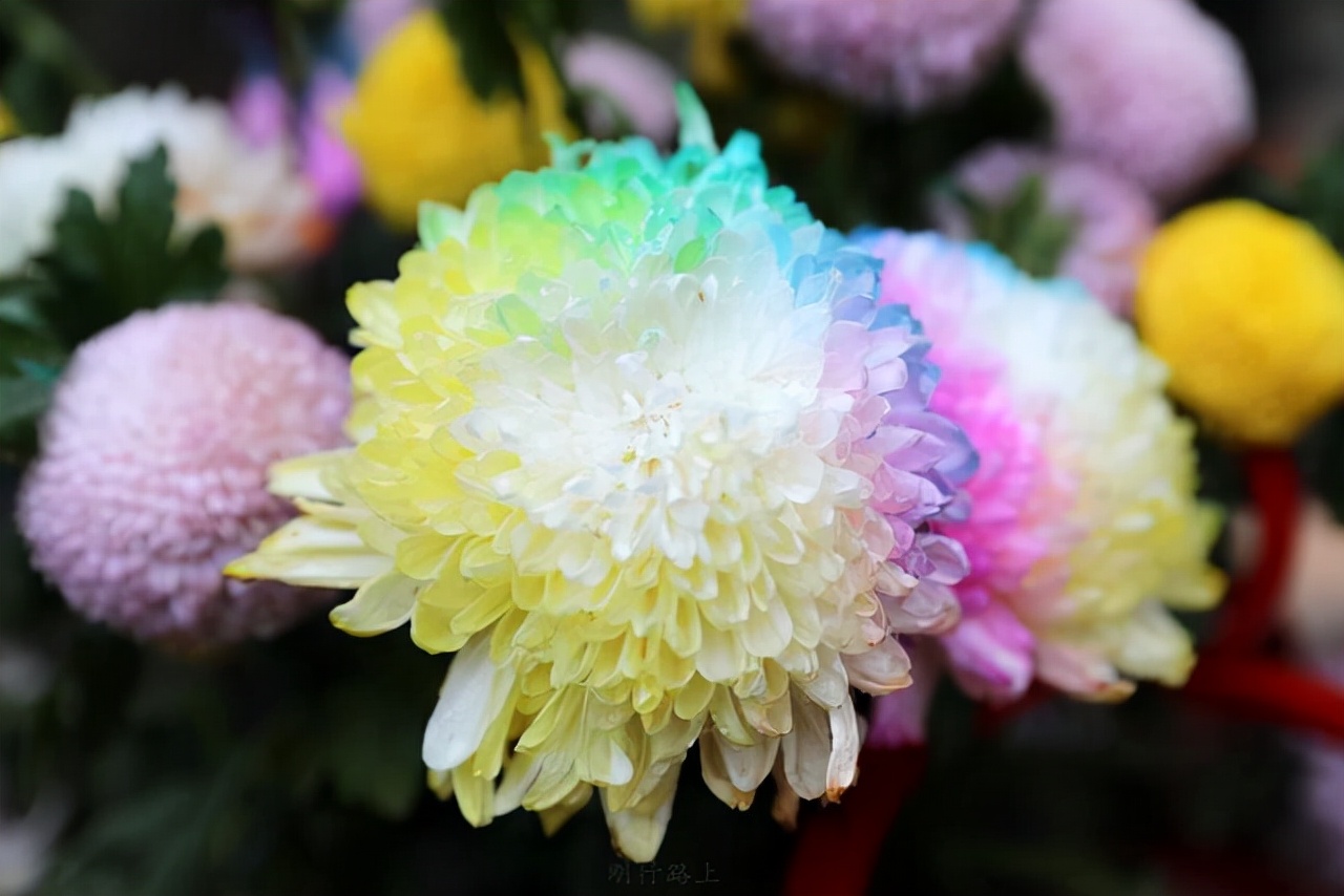 桃花的花语是什么（你几月出生就是哪种花陪着你）