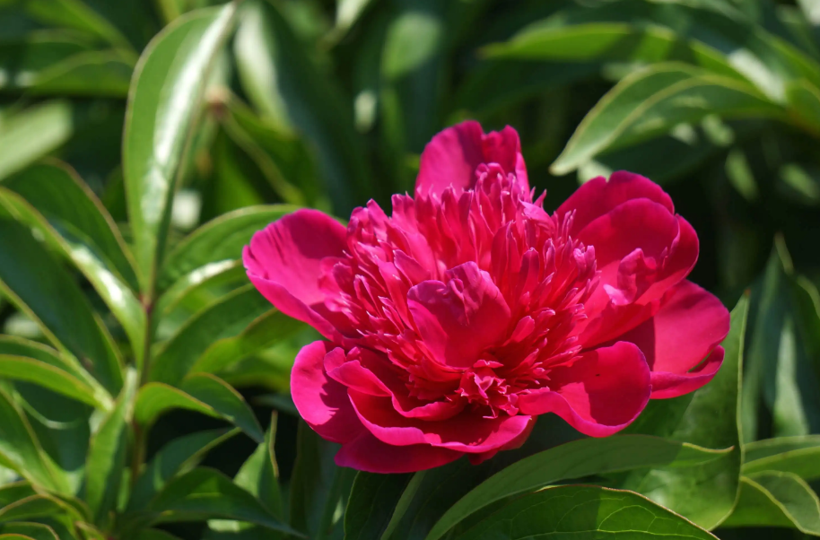 「诗词鉴赏」芍药不嫌春欲老，十二首芍药的诗词，好似牡丹倾国色