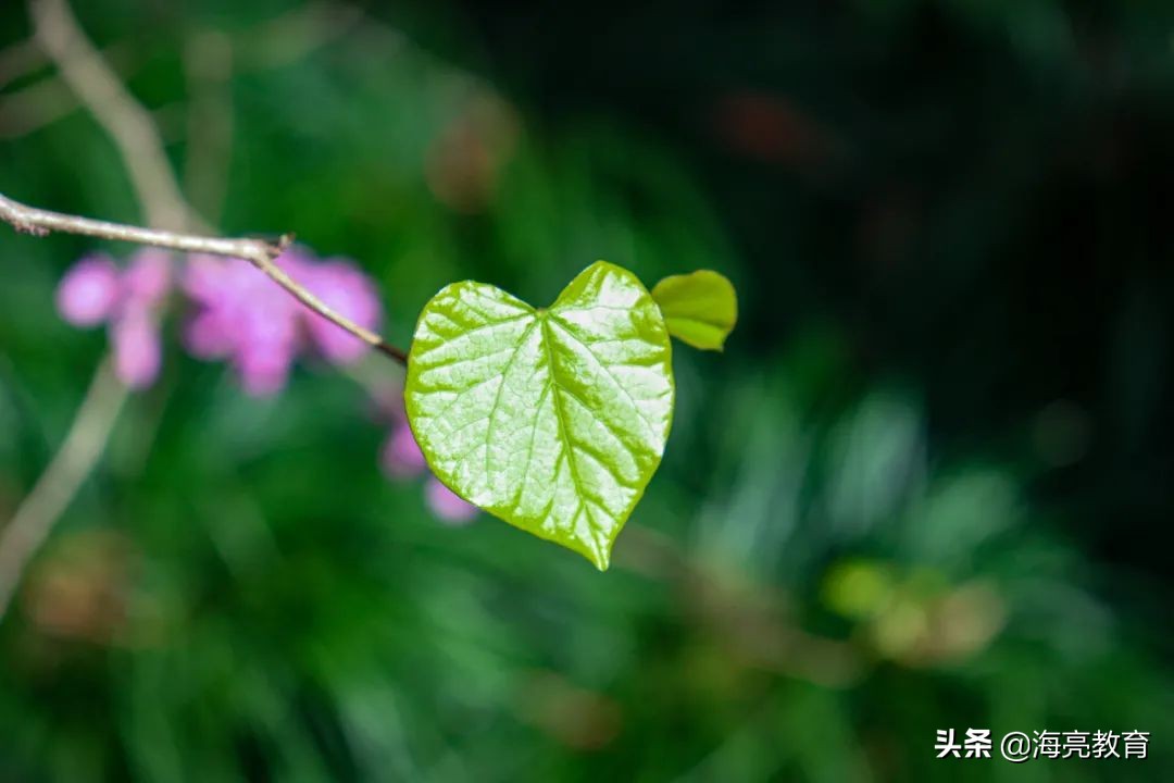 注意！前方一大波春日校园美景来袭