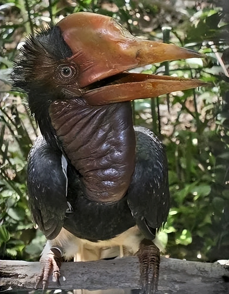 为何灰盔鸟会走上断头路的悲剧?