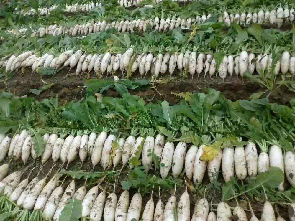冬季种植萝卜用什么肥料？冬季萝卜使用什么肥料比较好？