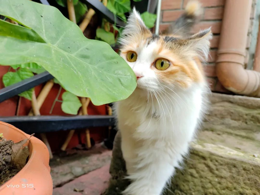 vivo S15测评：可能是骁龙870手机里拍人最好看的