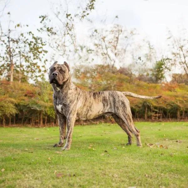 世界法律禁养的三种猛犬(世界十大禁养猛犬排行榜 人人都想养但却被禁的十大犬种)