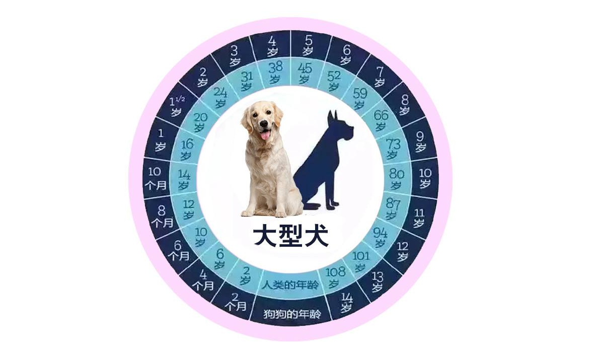 狗狗从几岁开始步入老年？老了之后要怎么照顾？