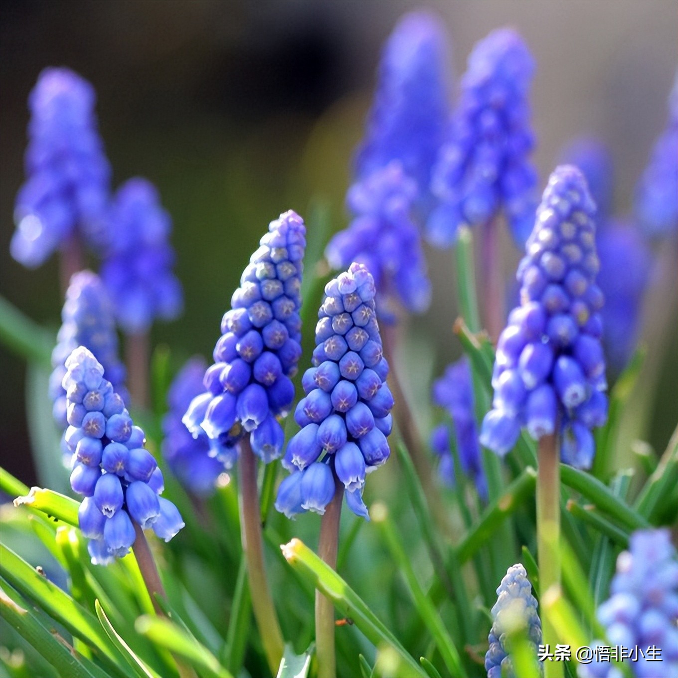 最唯美浪漫的10首现代诗，背会4首以上，你也是个温情的人