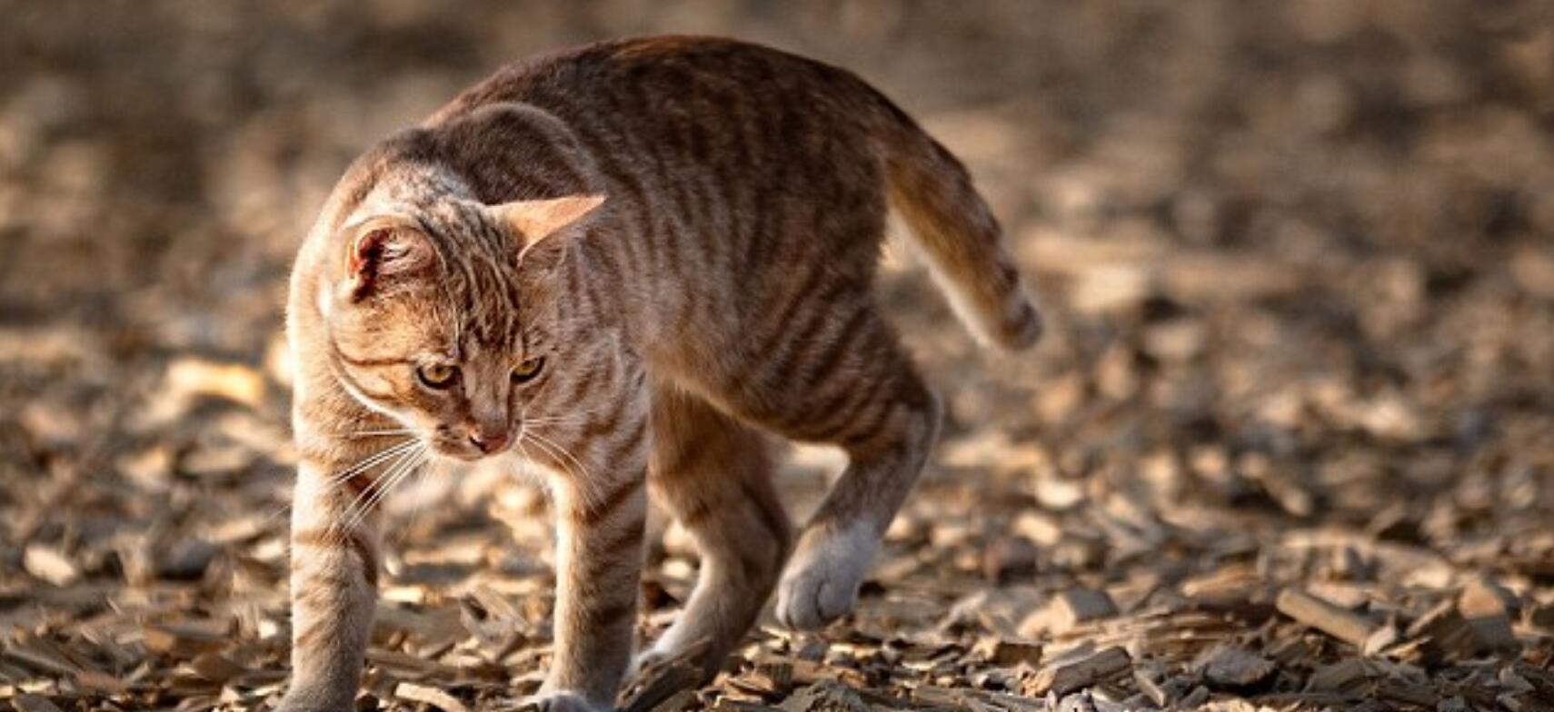 狸花猫有多强大？这几点，赛过宠物猫