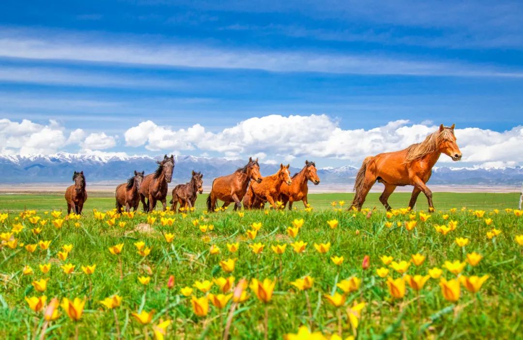 新疆昭苏,这里有太多的美景,百花烂漫,蓝天如洗,白云游弋,雪山耸立