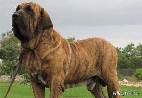 世界上凶猛的十种狗，日本土佐犬上榜，藏獒排名第二
