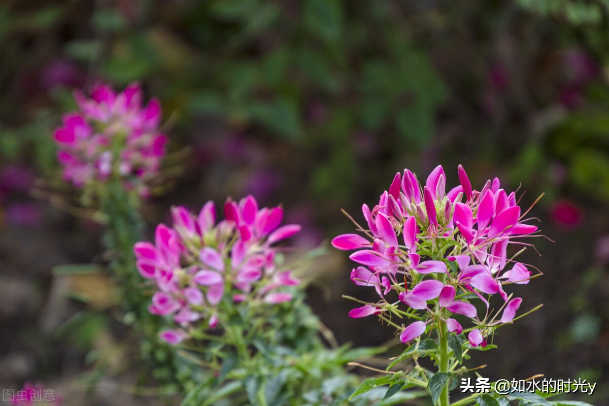 那些拥有美丽名字的花卉 真的花如其名吗 佳辰