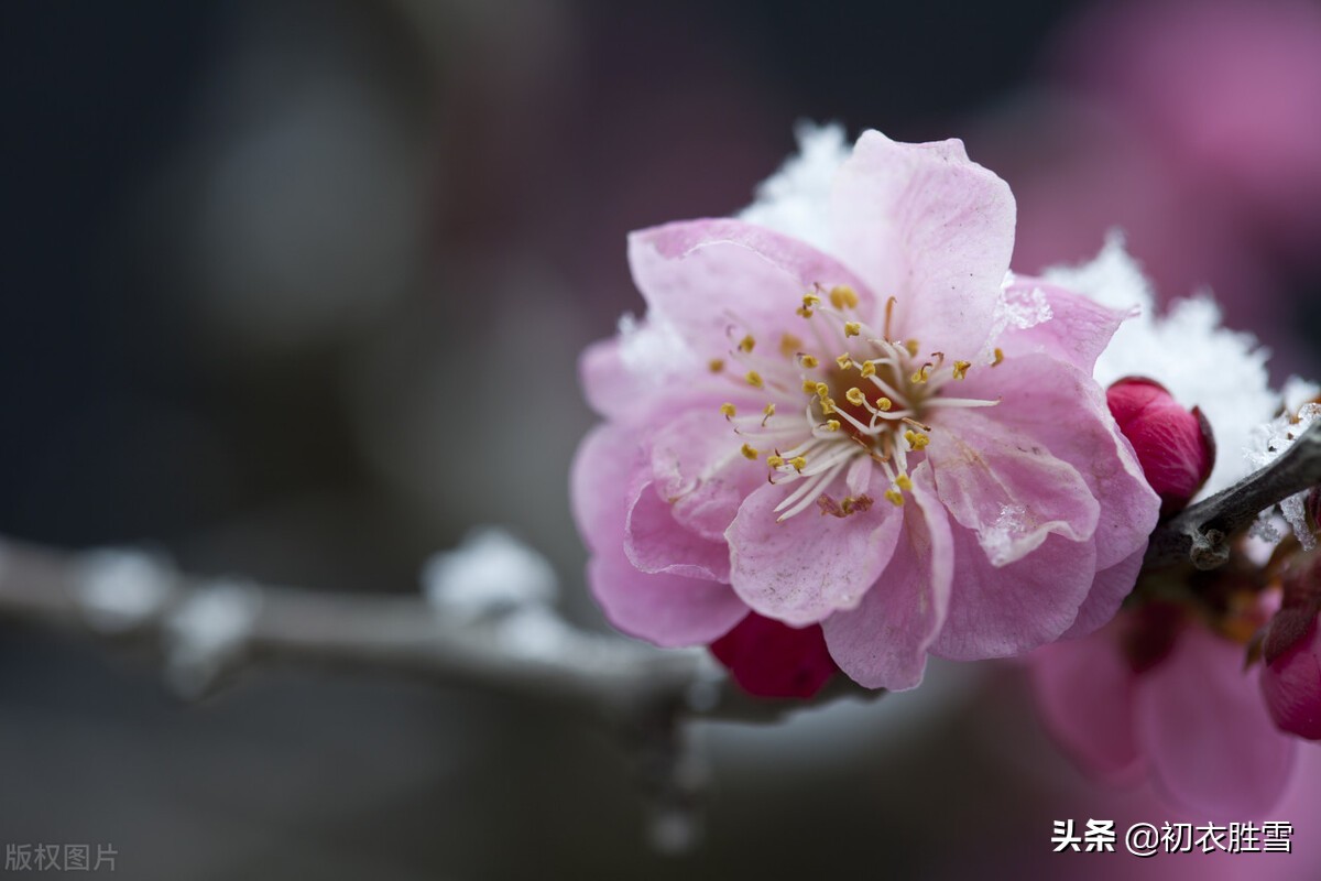 古诗词里的冬月花开五首：冬月梅花斗雪新，菜子花黄带雨新