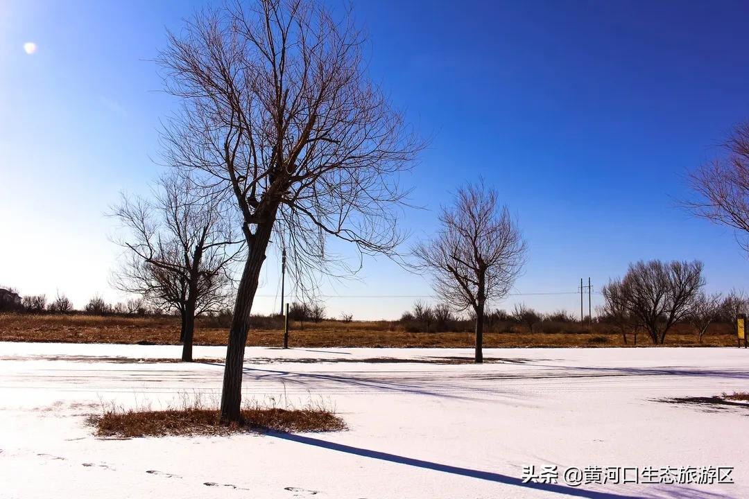 【黄河口生态旅游区】初雪悄临 静谧美好