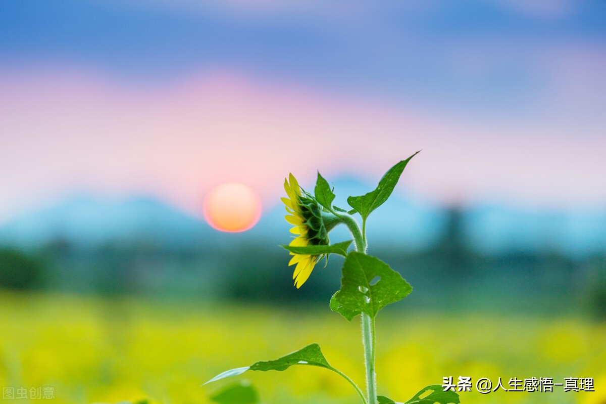 人生如梦如幻，心变得纯洁，世界才会美丽