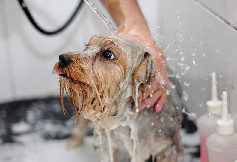 狗狗洗澡后为什么不用吹干