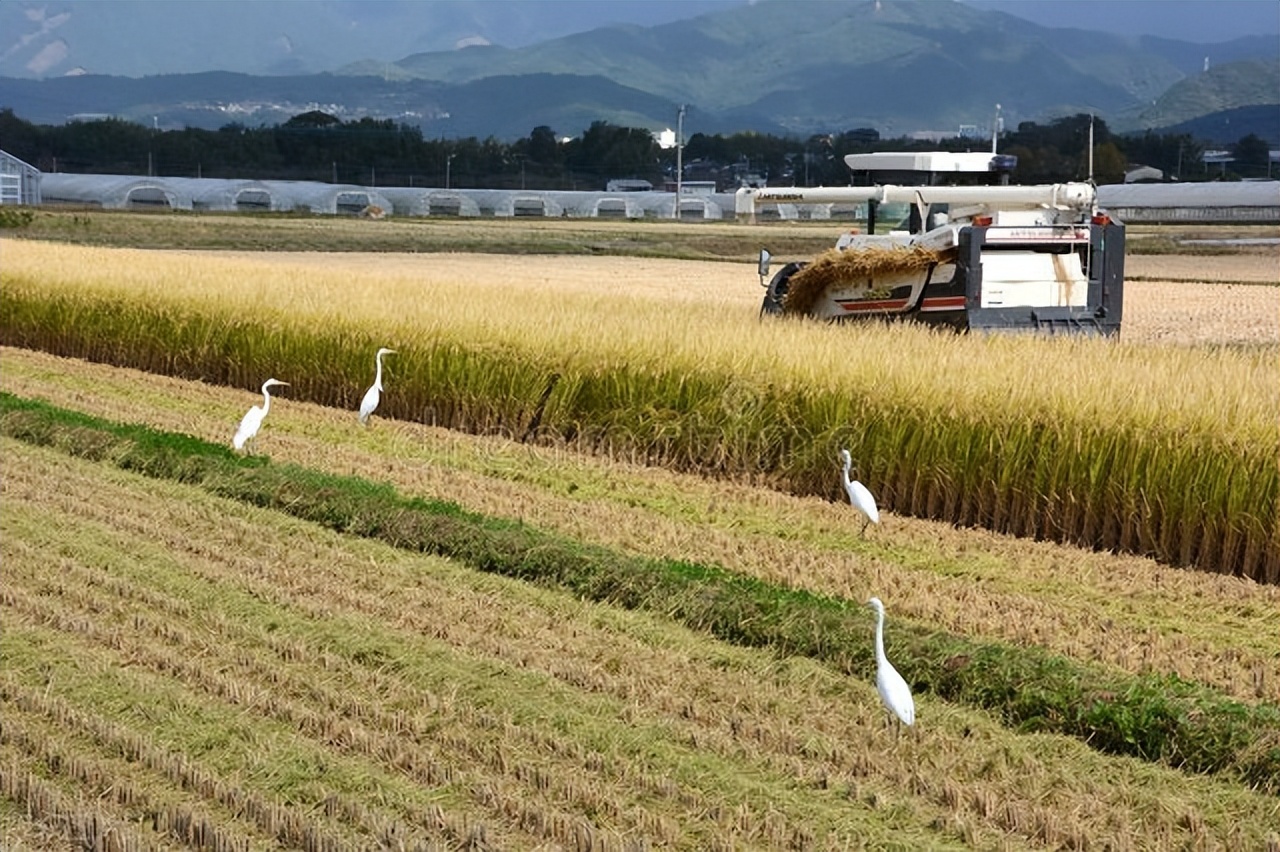 6公斤履帶式收割機，中聯(lián)谷王vs久保田EX108Q-S，配置區(qū)別真不少