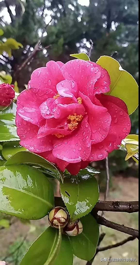 心如向阳，一路鲜花盛开，芬芳相随