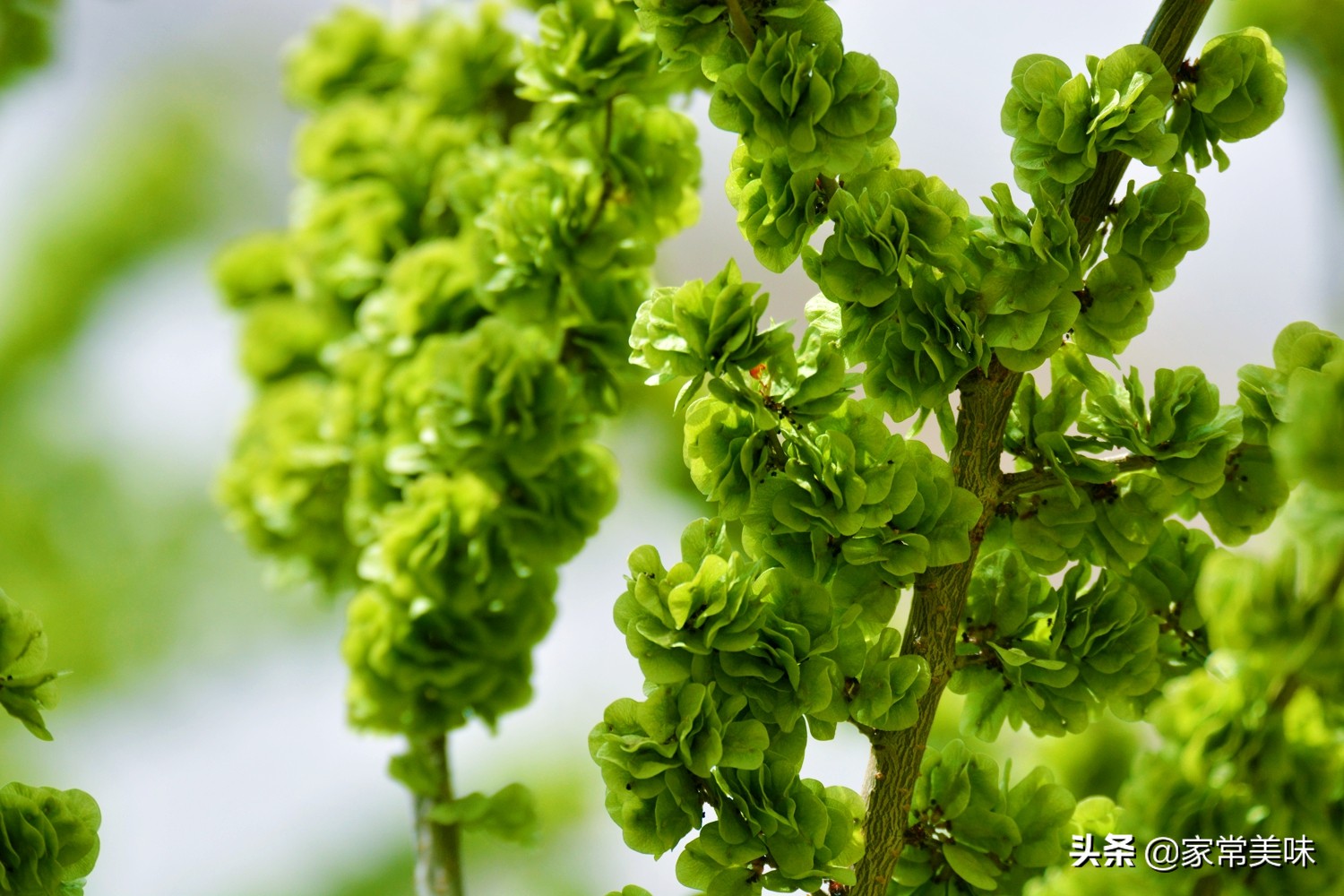 农村餐桌最常见的10种野菜，你吃过几种？见到它们你敢说都认识？