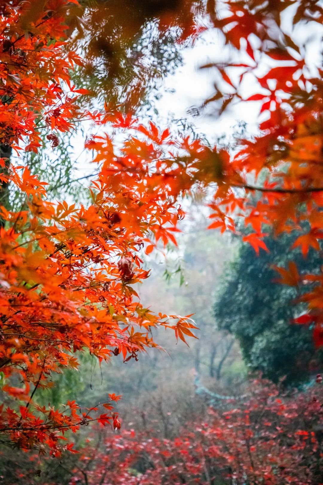 岳麓山，“枫”了！