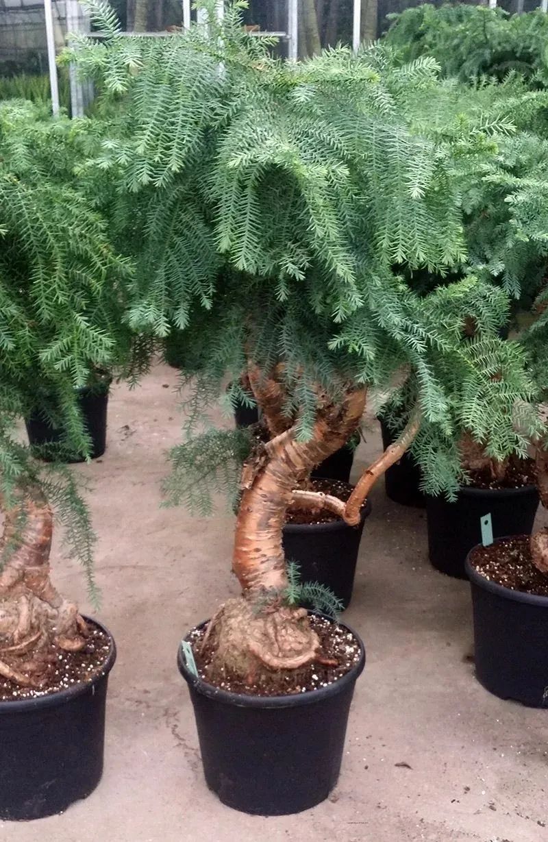 南洋杉盆景的养殖方法 -骁龙网