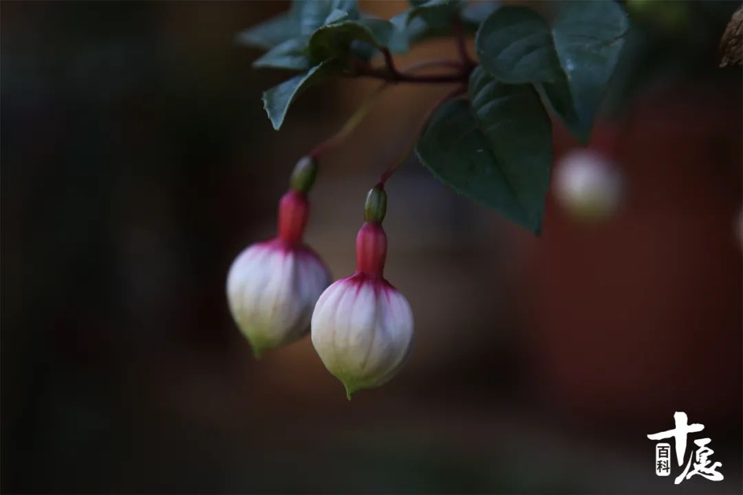 法云赏花小感：愿如花儿一般从容平淡