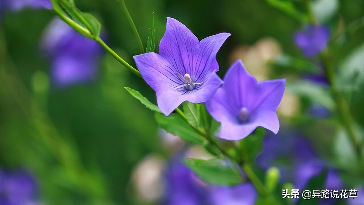 八种常见花的花语激励人心，蕴含人生哲理