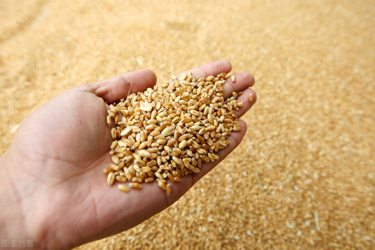 小麦“高开”成定局！最高价格已逼近1.5元，今年还能冲1.7元吗？