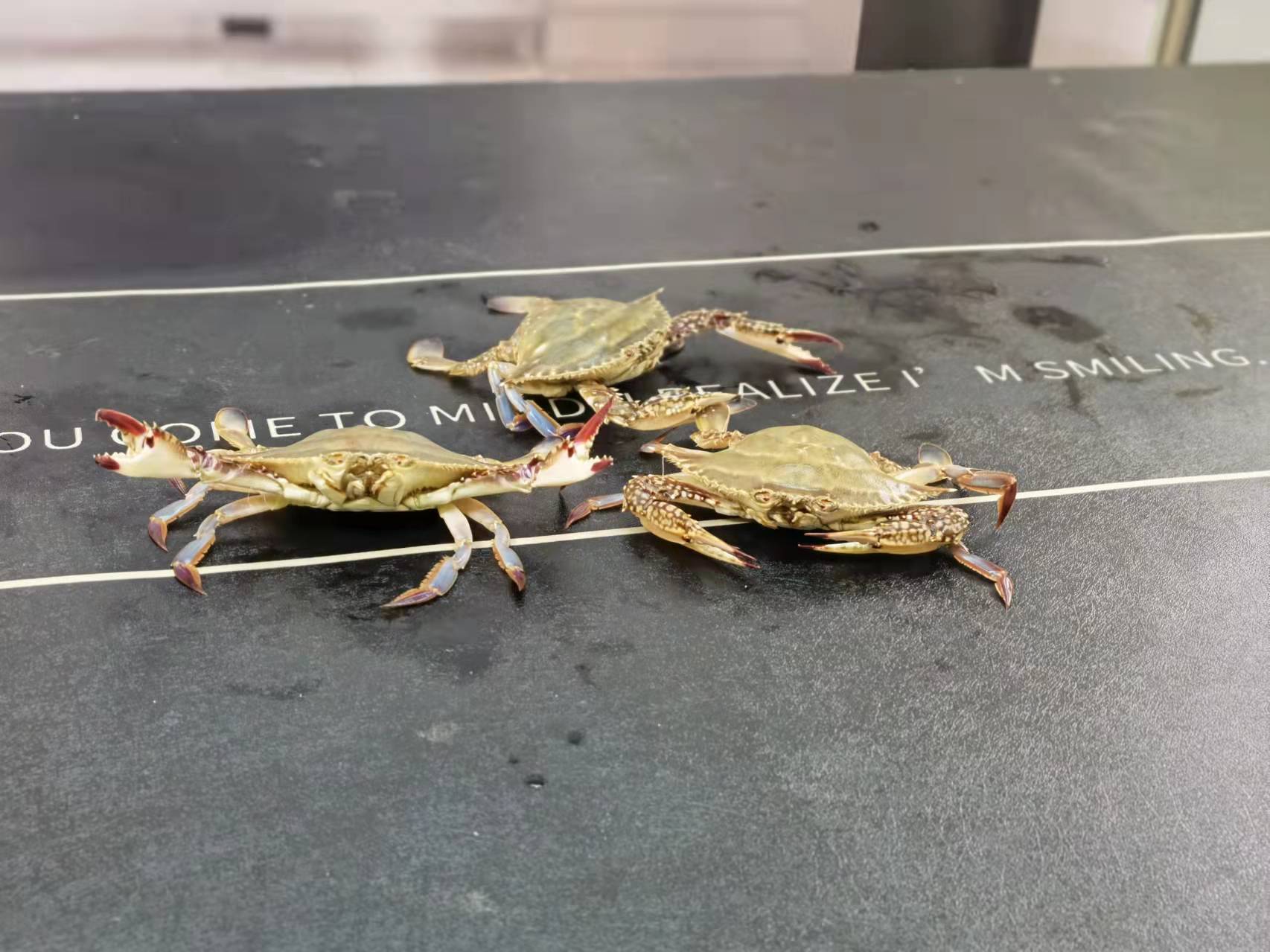 山东济南梭子蟹水饺宣传片视频拍摄花絮–山东影视制作中心-山东济南宣传片拍摄|广告片|微电影|视频|纪录片|动画拍摄制作【山东影视制作中心】