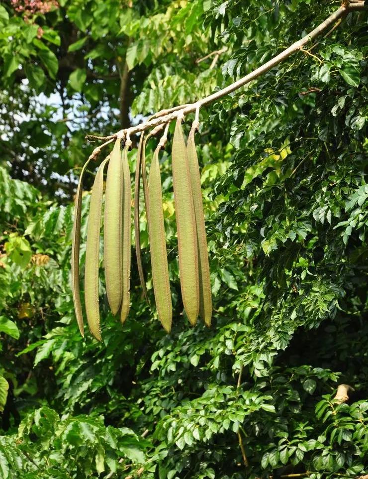春天花开过后,木蝴蝶树上会结出一串串豆荚似的果实,这些果实可以长到