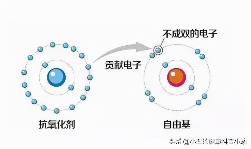 2种治疗肾衰竭和肺纤维化的中成药，可温补肺肾，养精填髓