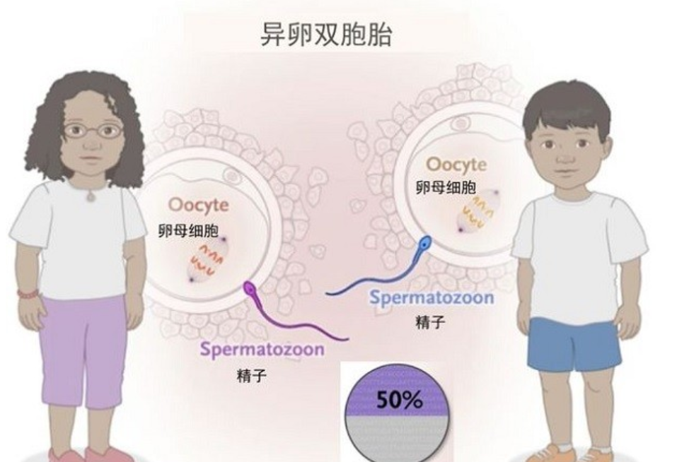 2018年，福建男子做亲子鉴定，发现自家双胞胎中有一个不是自己的