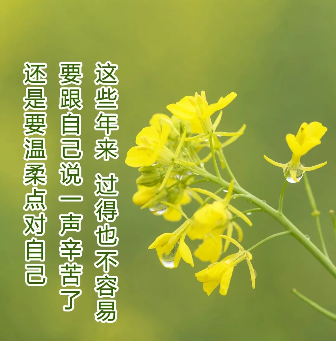 优美的正能量的句子和