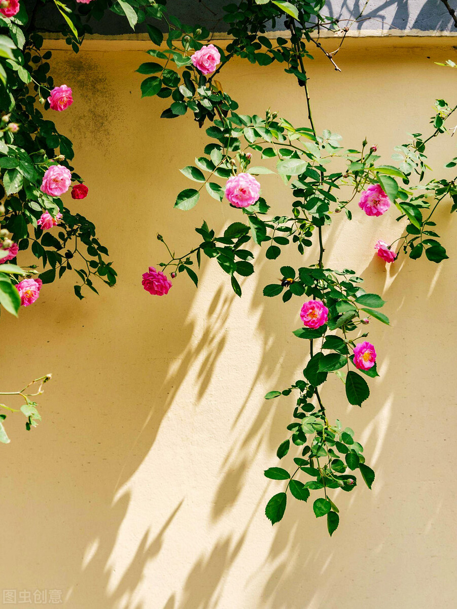 一缕阳光，一杯咖啡，一份心情，一种生活方式