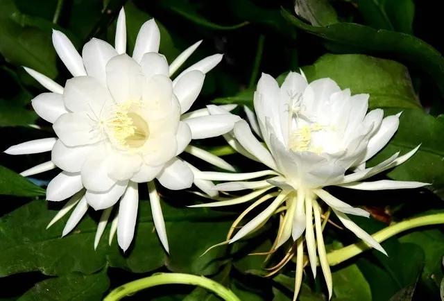 美人美花美心情！这7个花中“美人”娇艳欲滴，国色天香
