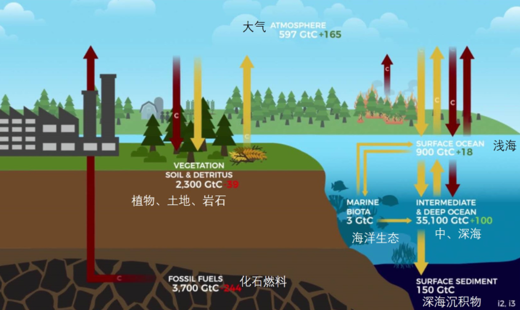 �ϴ������쳣�ķ�Ӧ�����ڷ����̼������̼��Լ���ͷŶ�5.3�ڶ�