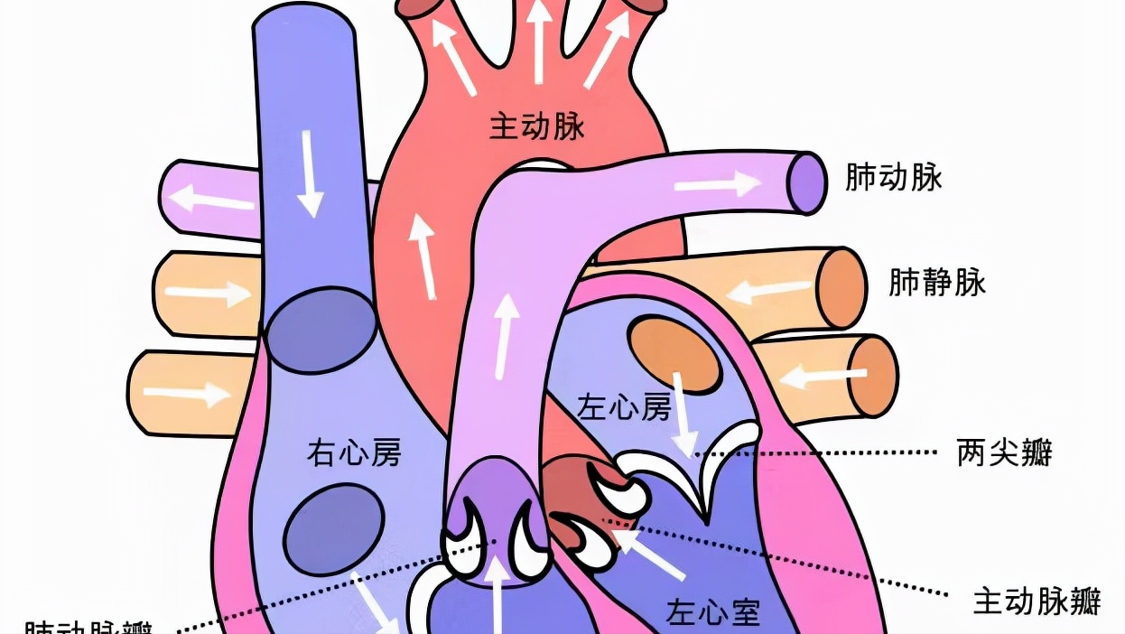 家长留心！新生儿口唇发紫、呼吸道感染，可能是这种心脏病引起的