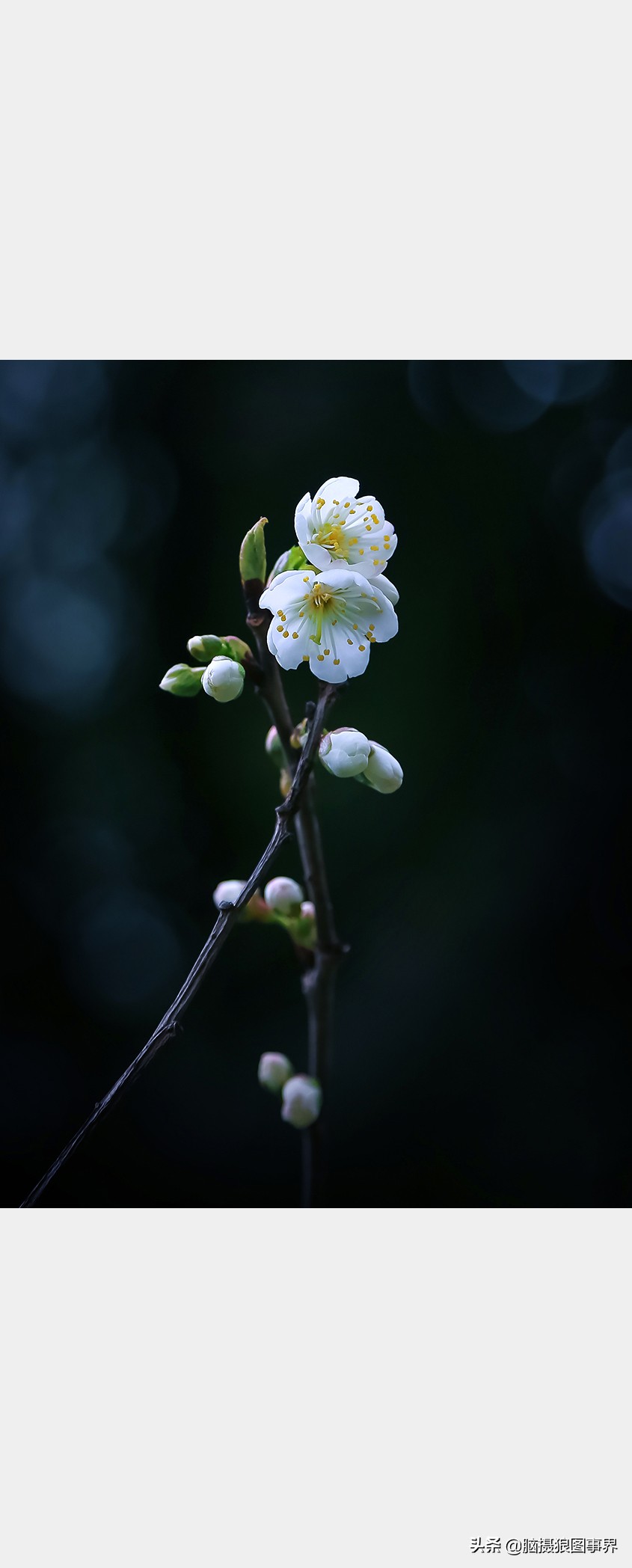 拍摄暗色调花卉照片,若避免这5个错误,照片效果更高级