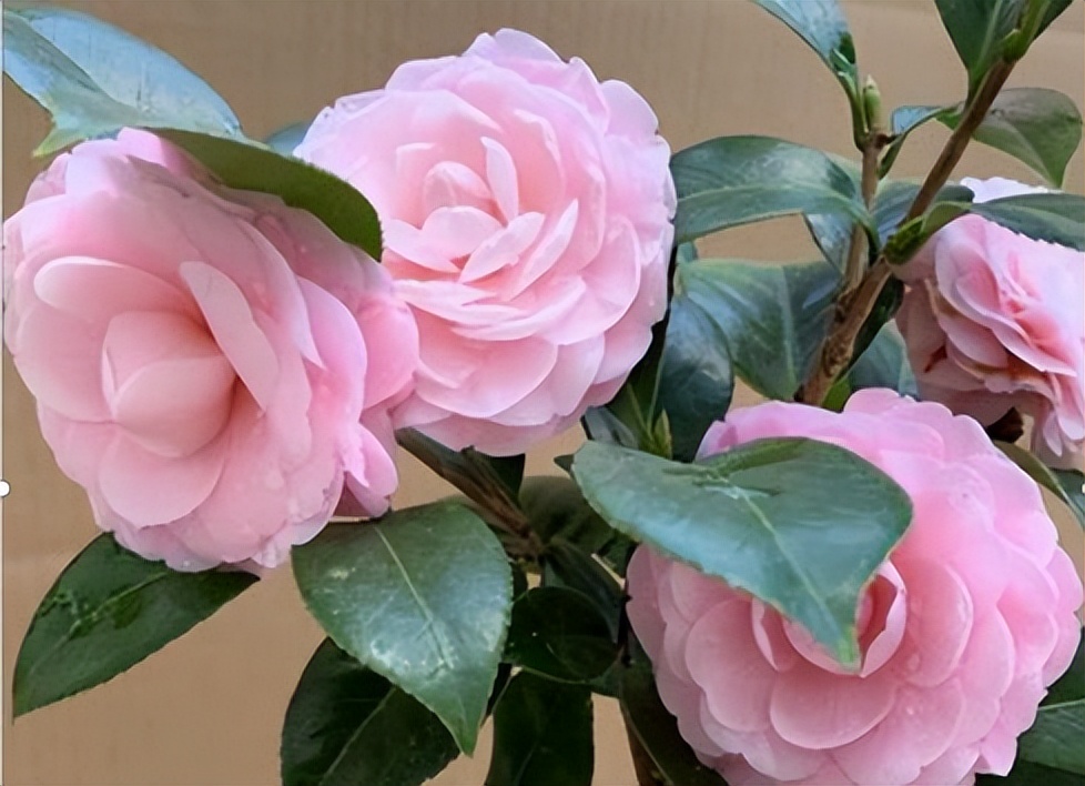 一种以 香 闻名的山茶花 香气沁人心脾 养护简单 性价比还高 天天看点