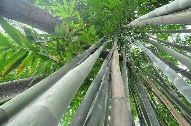 花开的清浅，风跟的紧，摇落花瓣入杯盏，荡漾出一个诗意的春天