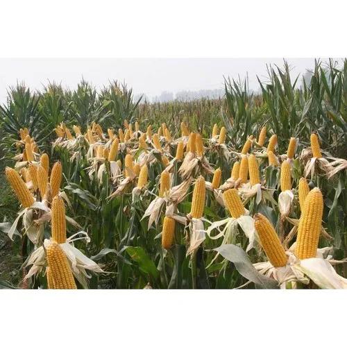 抗锈病抗倒伏,早熟耐密宜机收,高产玉米新品种登海518简介