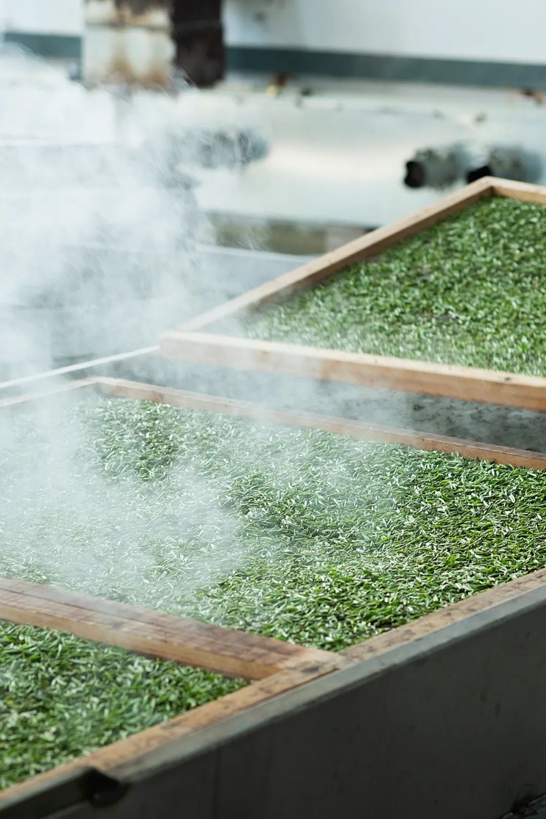这个中国茶业第一县，产出的茶到底有多干净？