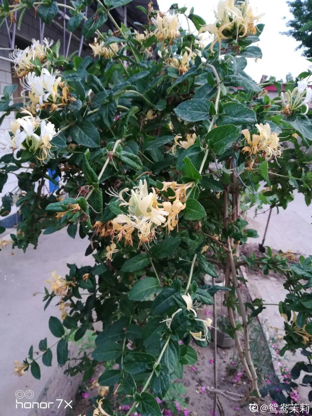 象征老人长寿的花（寓意老人健康长寿的花）