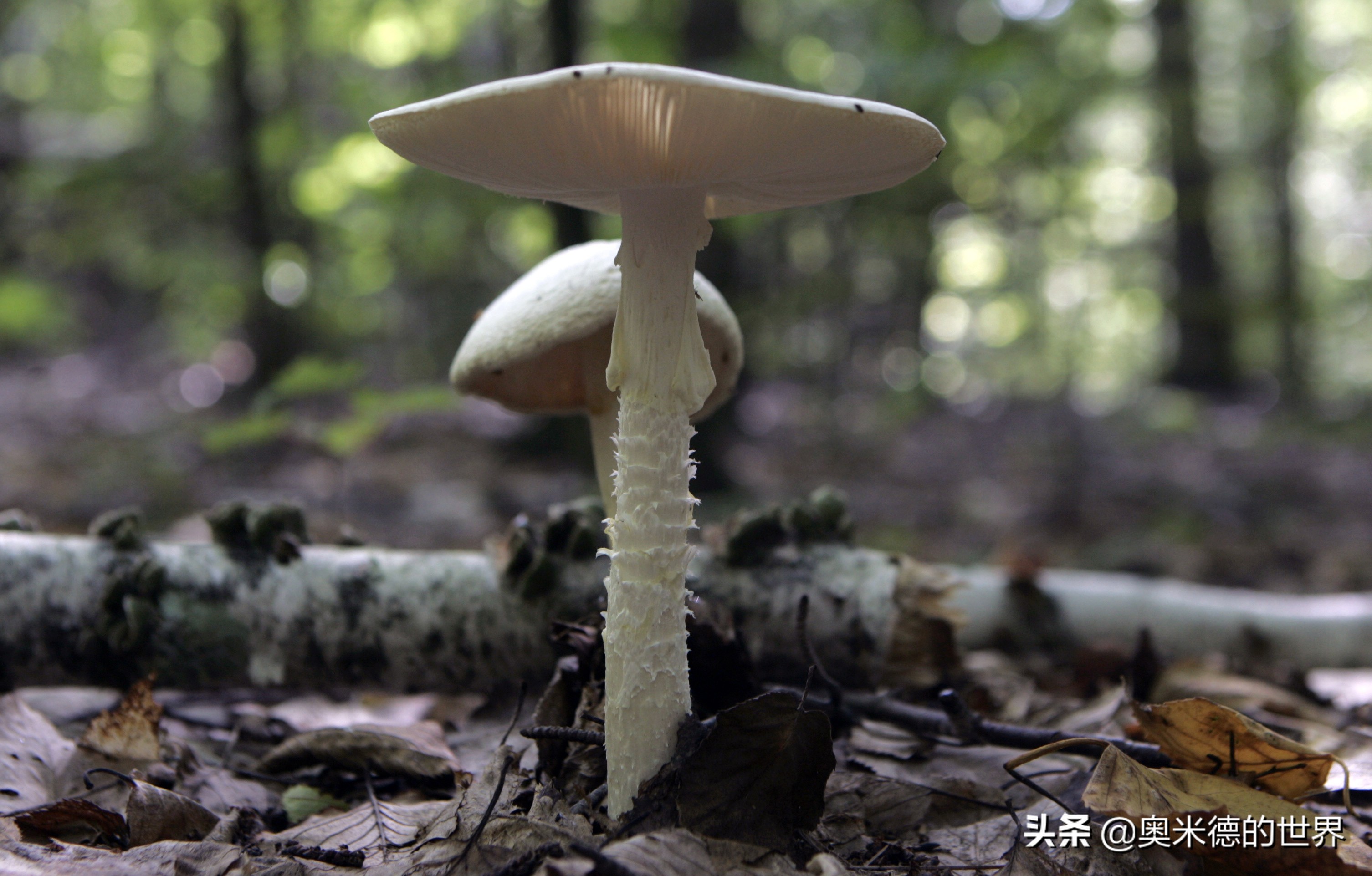 全世界最毒的十种蘑菇，中国最毒的蘑菇致命白毒伞上榜